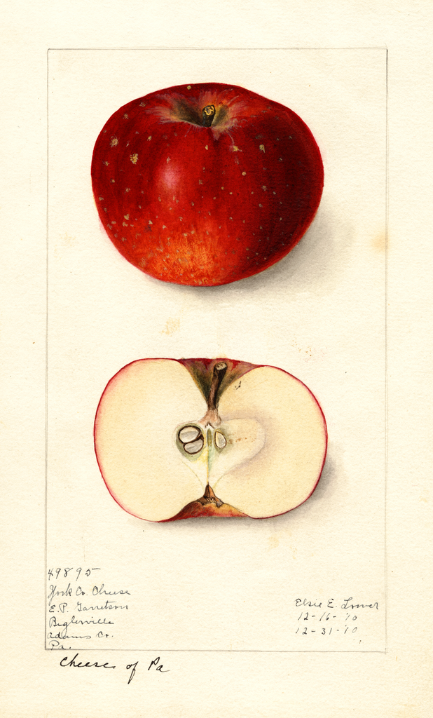 Apples, York County Cheese (1910)
