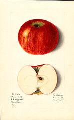 Apples, Cheese Of Pennsylvania (1915)