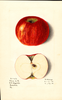 Apples, Cheese Of Pennsylvania (1915)