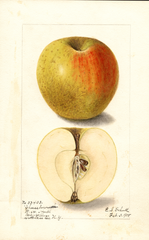 Apples, Cheeseborough (1905)