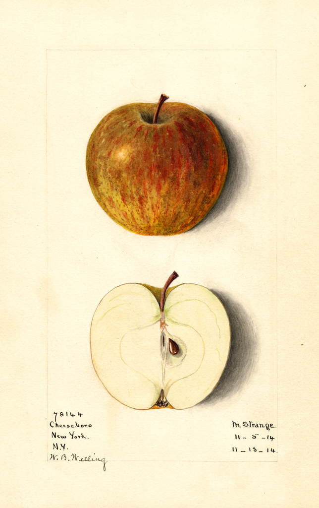 Apples, Cheeseboro (1914)