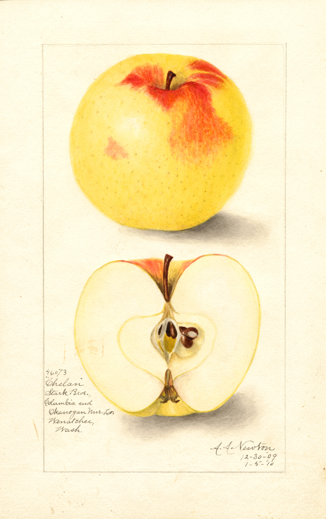 Apples, Chelan (1910)