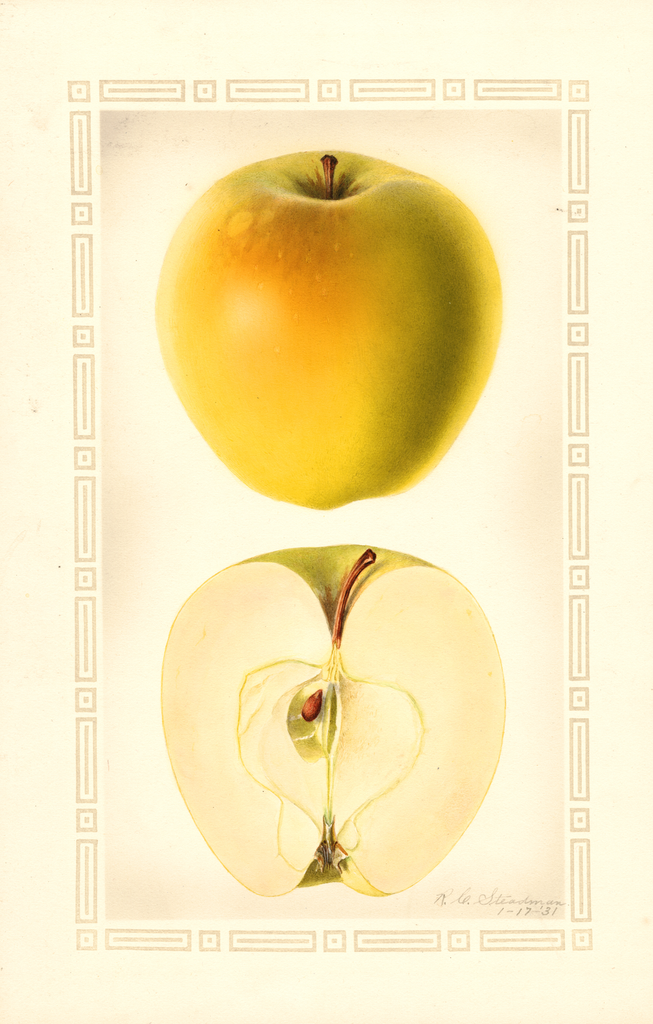 Apples, Chelan (1931)