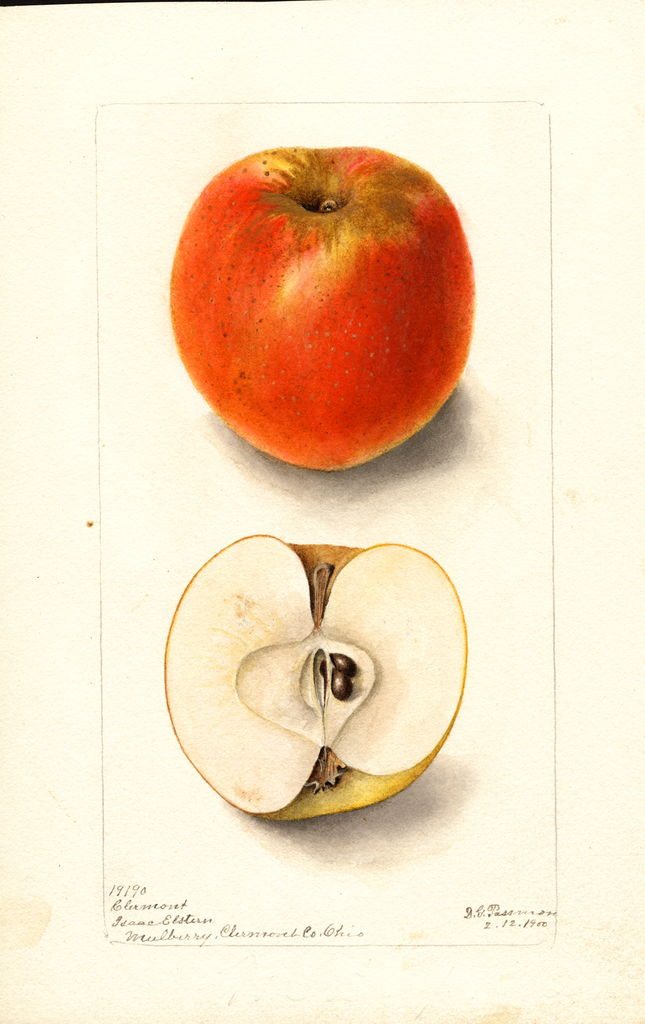 Apples, Clermont (1900)