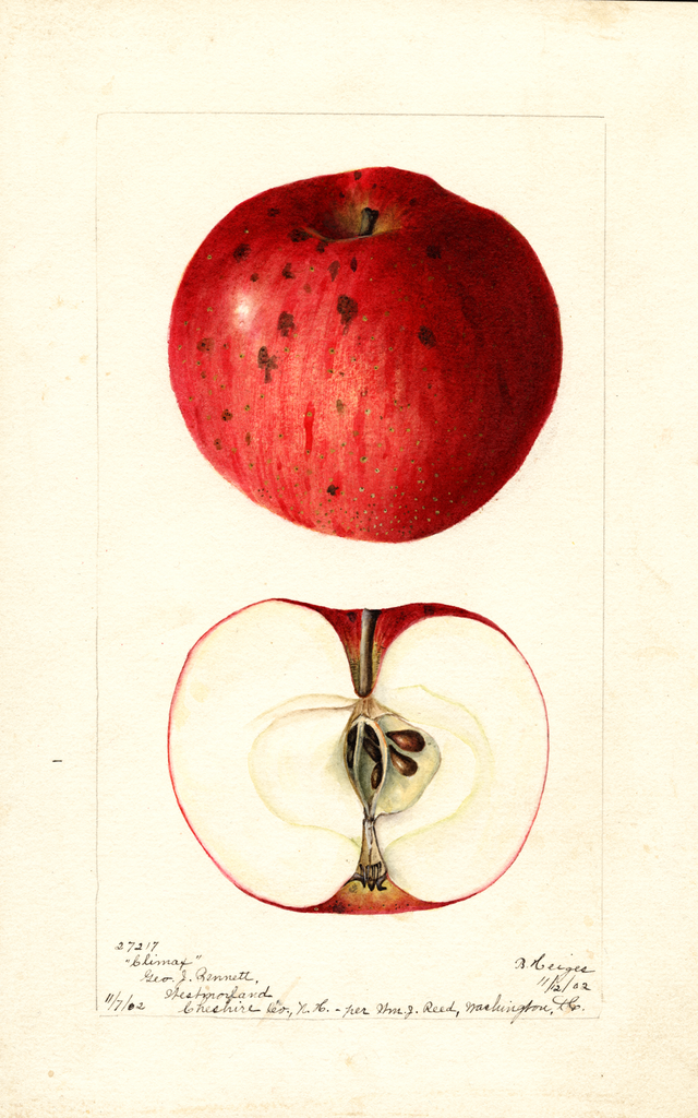 Apples, Climax (1902)