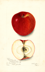Apples, Climax (1903)