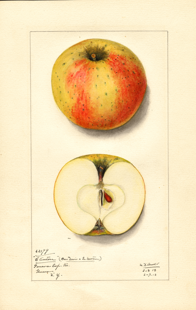 Apples, Clinton (ben Davis X Gr. Newtown) (1913)