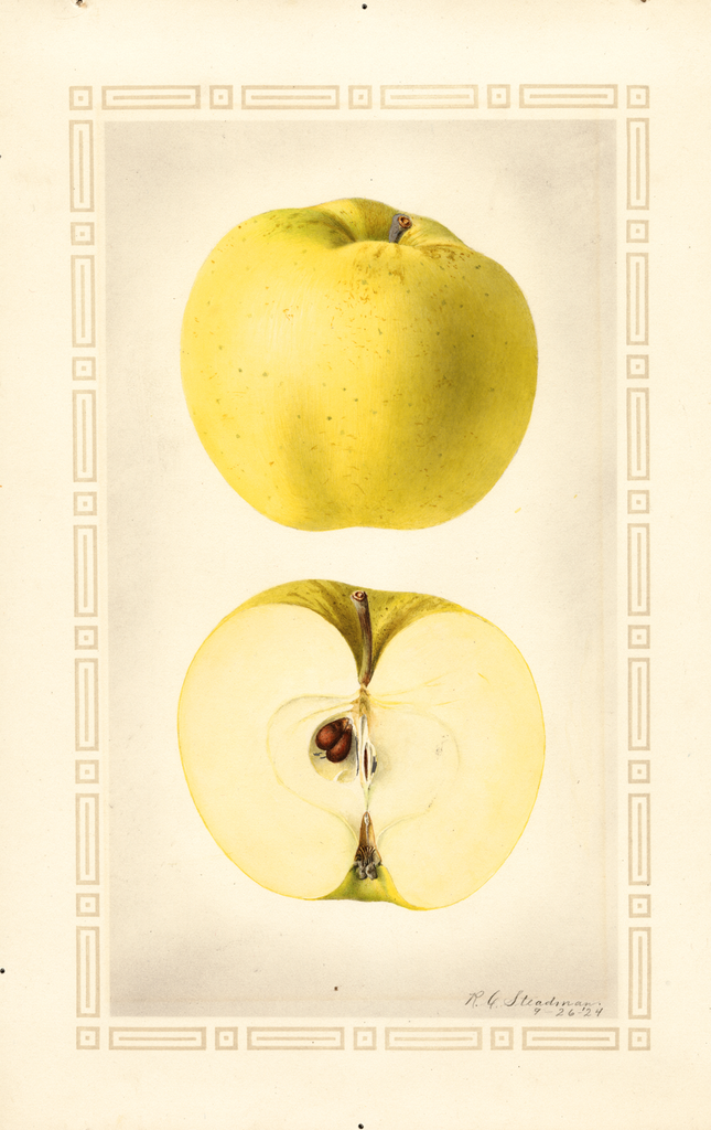 Apples, Cloth Of Gold (1924)