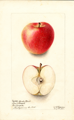 Apples, Cluster Blush (1902)