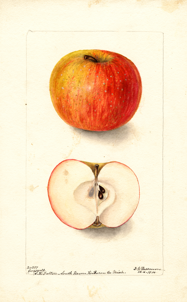 Apples, Cogswell (1900)