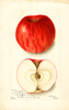 Apples, Collamer (1904)