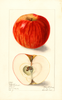 Apples, Collamer (1908)