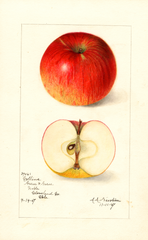 Apples, Collins (1907)