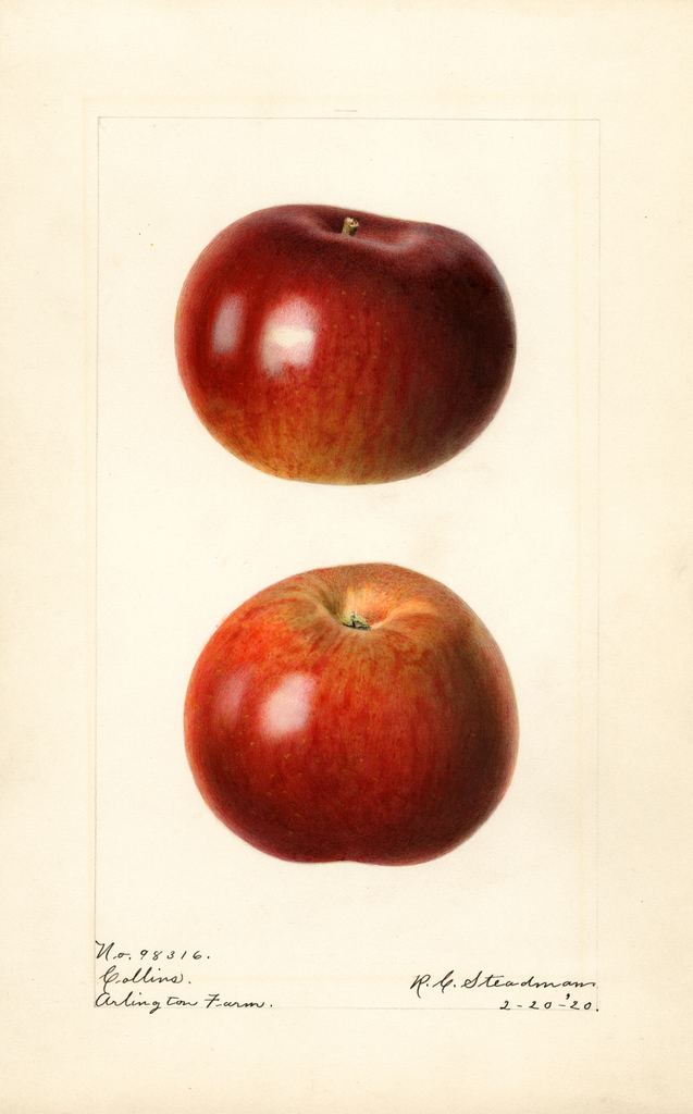Apples, Collins (1920)