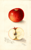 Apples, Champion (1905)