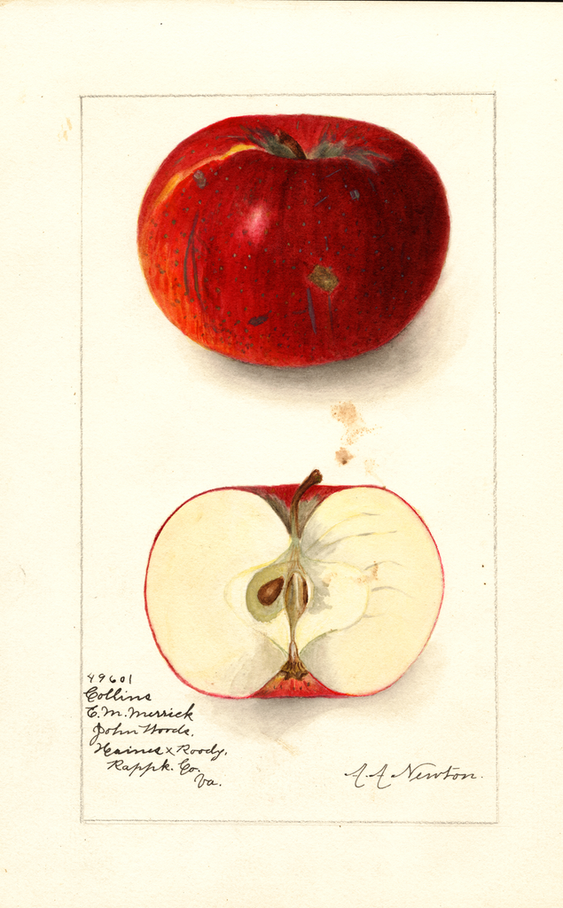 Apples, Collins (1910)