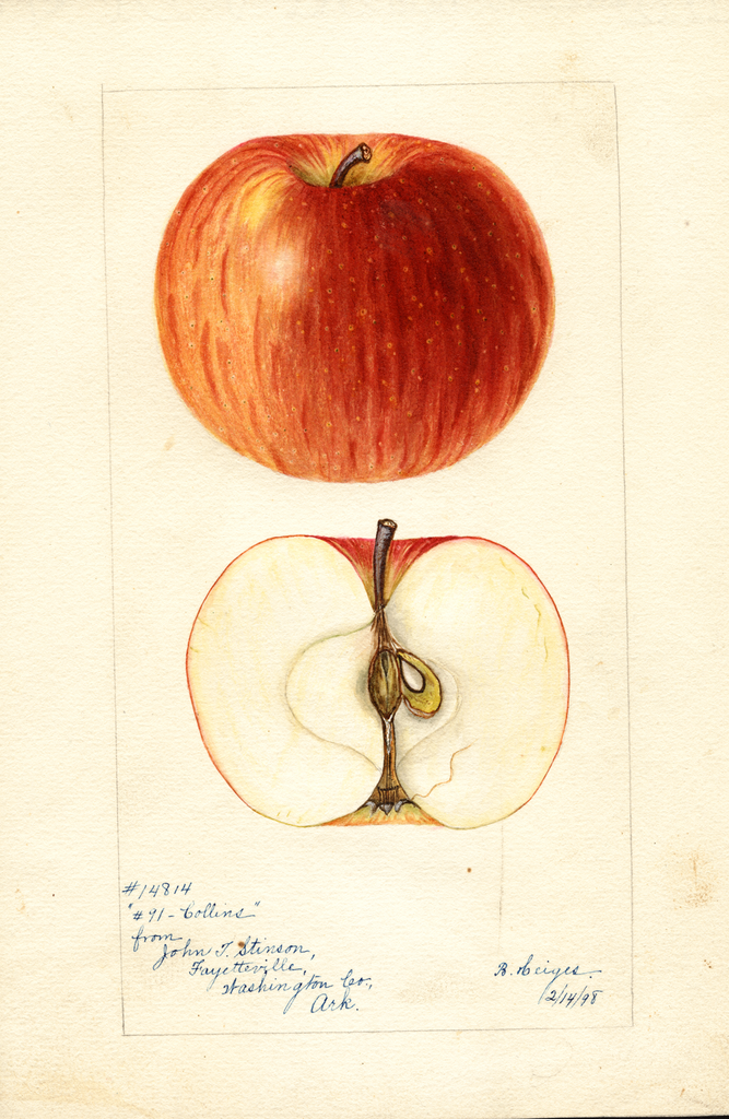 Apples, Collins (1898)