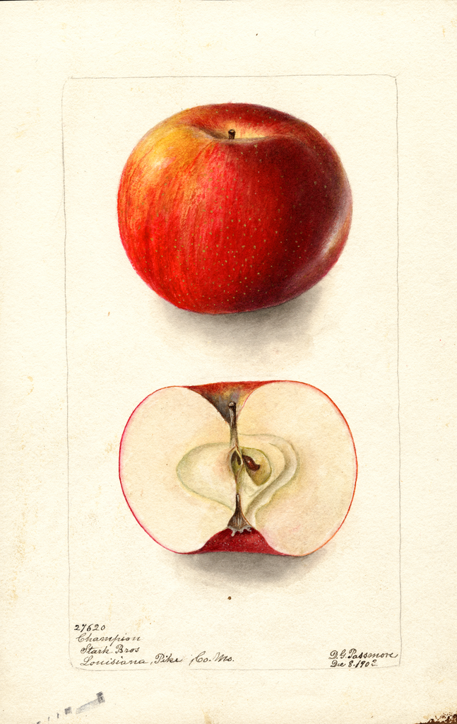 Apples, Champion (1902)