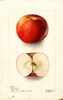 Apples, Champion (1902)
