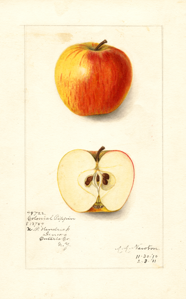 Apples, Colonial Pippin (1911)