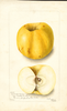 Apples, Colorado Orange (1904)