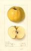 Apples, Colorado Orange (1910)