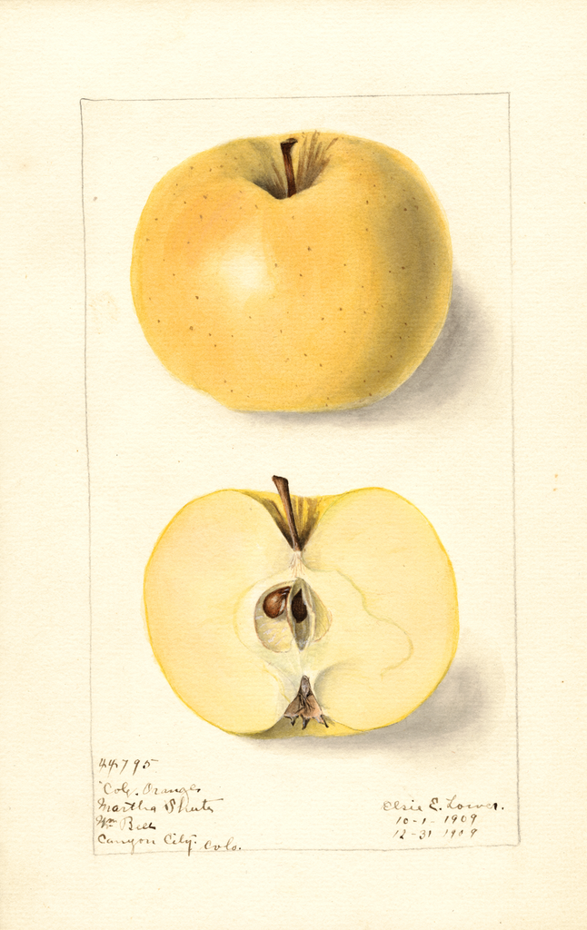 Apples, Colorado Orange (1909)