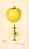 Apples, Colton (1920)