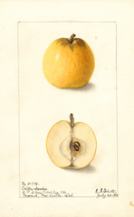 Apples, Colton (1904)