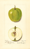 Apples, Colton (1915)