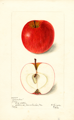 Apples, Columbus (1898)