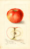 Apples, Colvert (1905)