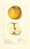 Apples, Comfort Sweet (1912)
