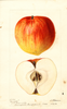 Apples, Congress (1895)