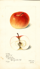 Apples, Conkling (1899)