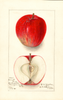 Apples, Cornell Fancy (1902)