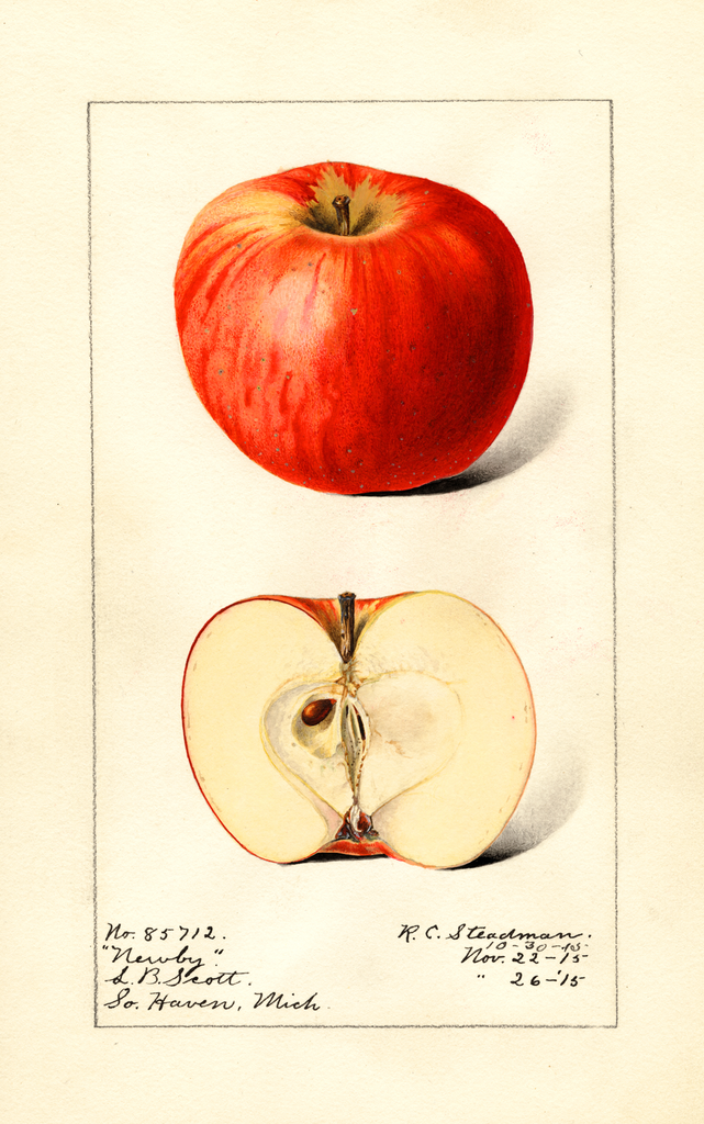 Apples, Newby (1915)