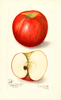 Apples, Doctor (1908)