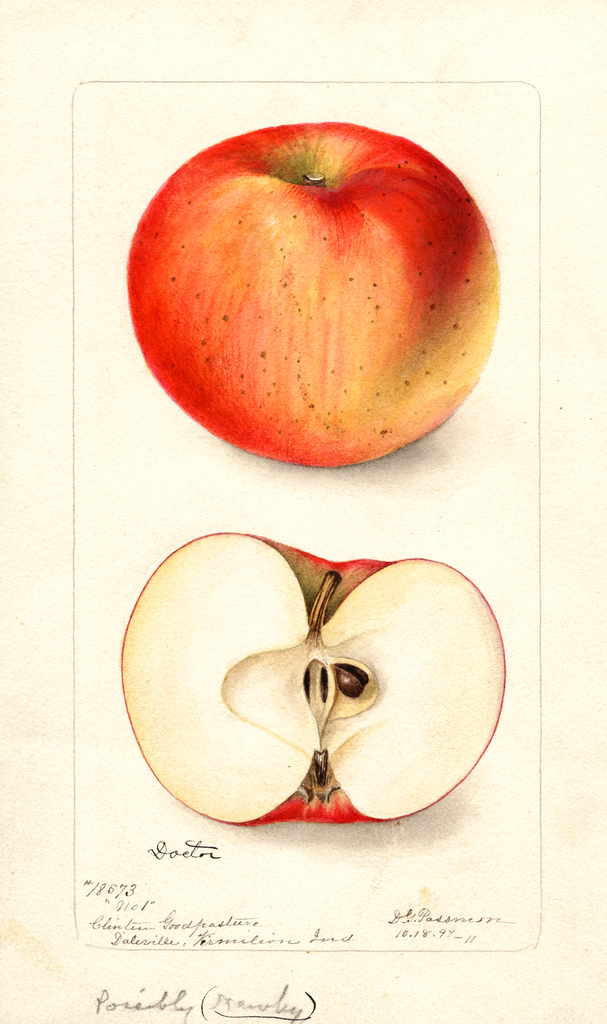 Apples, Doctor; No. 1 (1899)