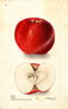 Apples, Doctor (1900)