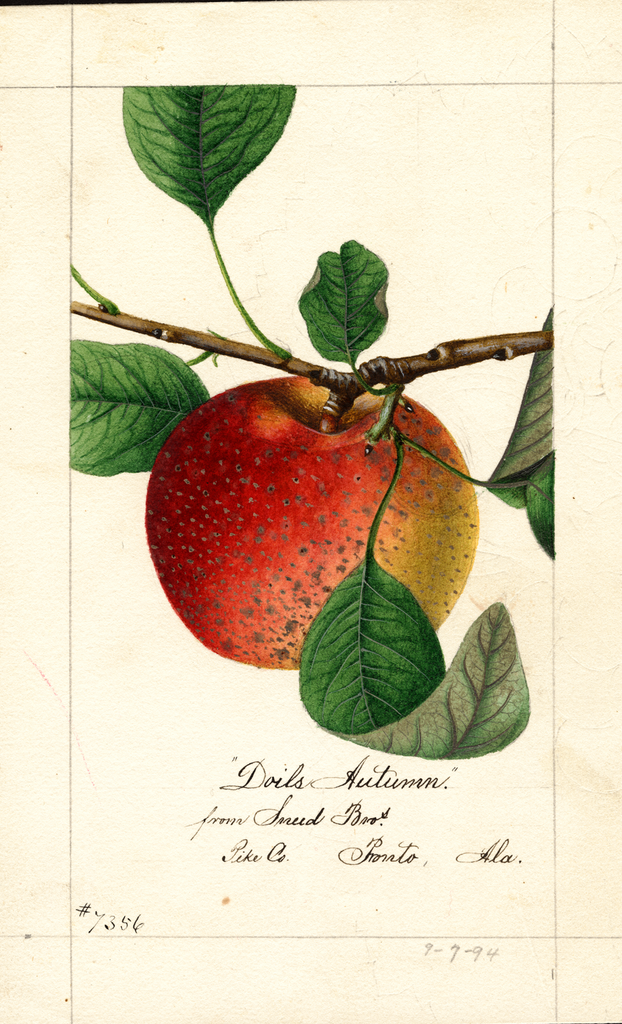 Apples, Doils Autumn (1894)