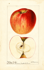 Apples, Early Melon (1895)