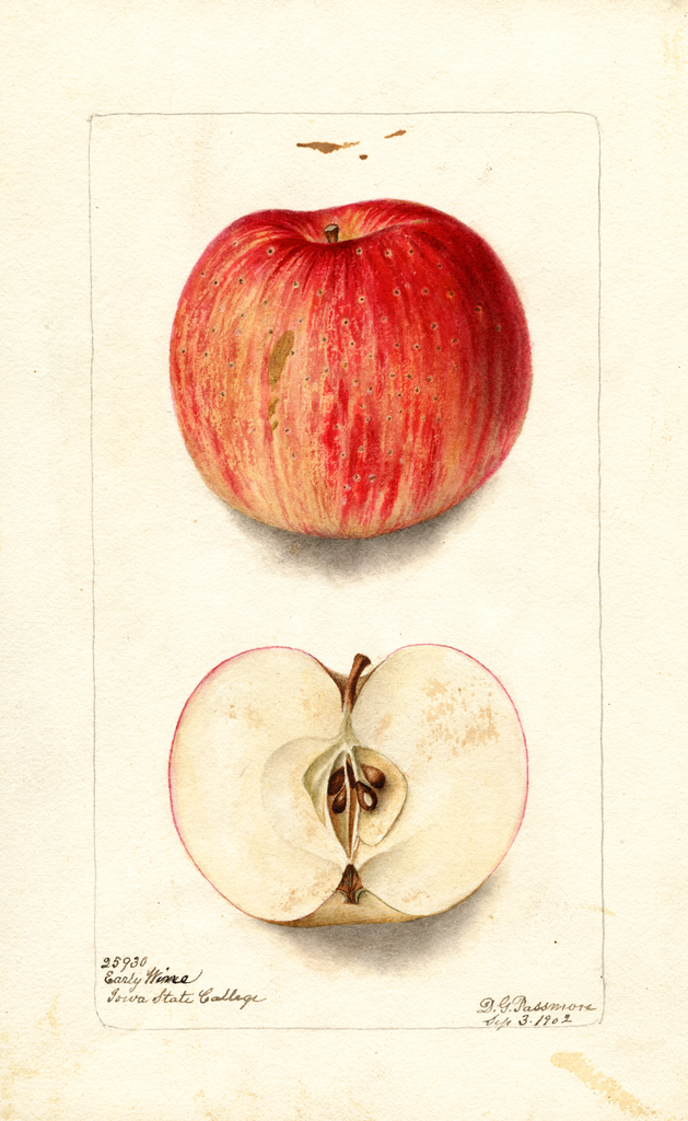 Apples, Early Wine (1902)