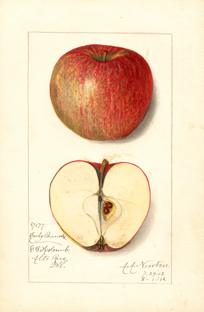 Apples, Early Pennock (1912)