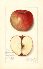 Apples, Early Pennock (1912)