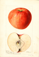 Apples, Early Pennock (1896)