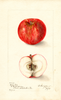 Apples, Early Red (1905)
