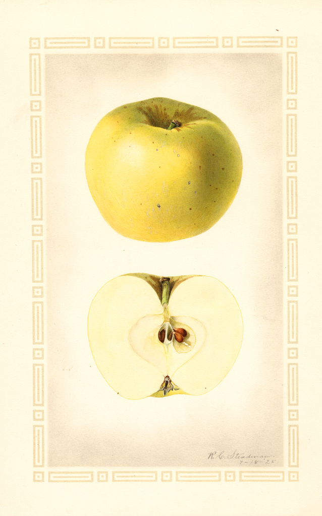 Apples, Early Richmond (1925)