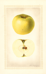 Apples, Early Richmond (1925)