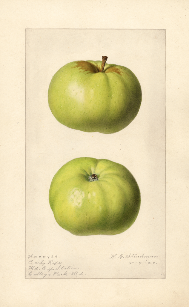 Apples, Early Ripe (1920)